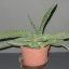 Aloe variegata