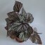 Begonia rex