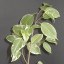 Ficus benjamina