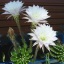 Echinopsis multiplex