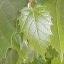 Cissus