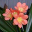 Clivia miniata