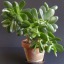 Crassula arborescens