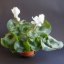 Cyclamen persicum