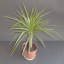 Dracaena marginata