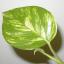 Epipremnum pinnatum
