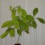 Persea americana
