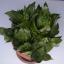 Sansevieria trifasciata