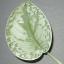 Scindapsus pictus