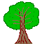 Castanea sativa