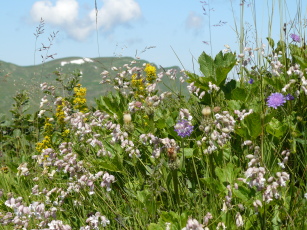 Bergkräuter