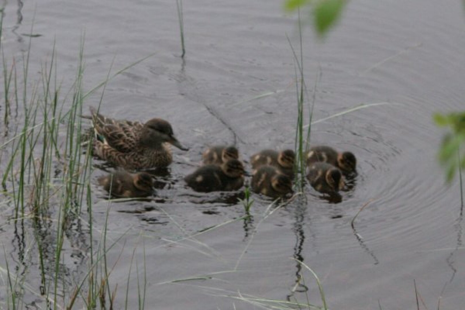 Entenkueken beim Abendessen