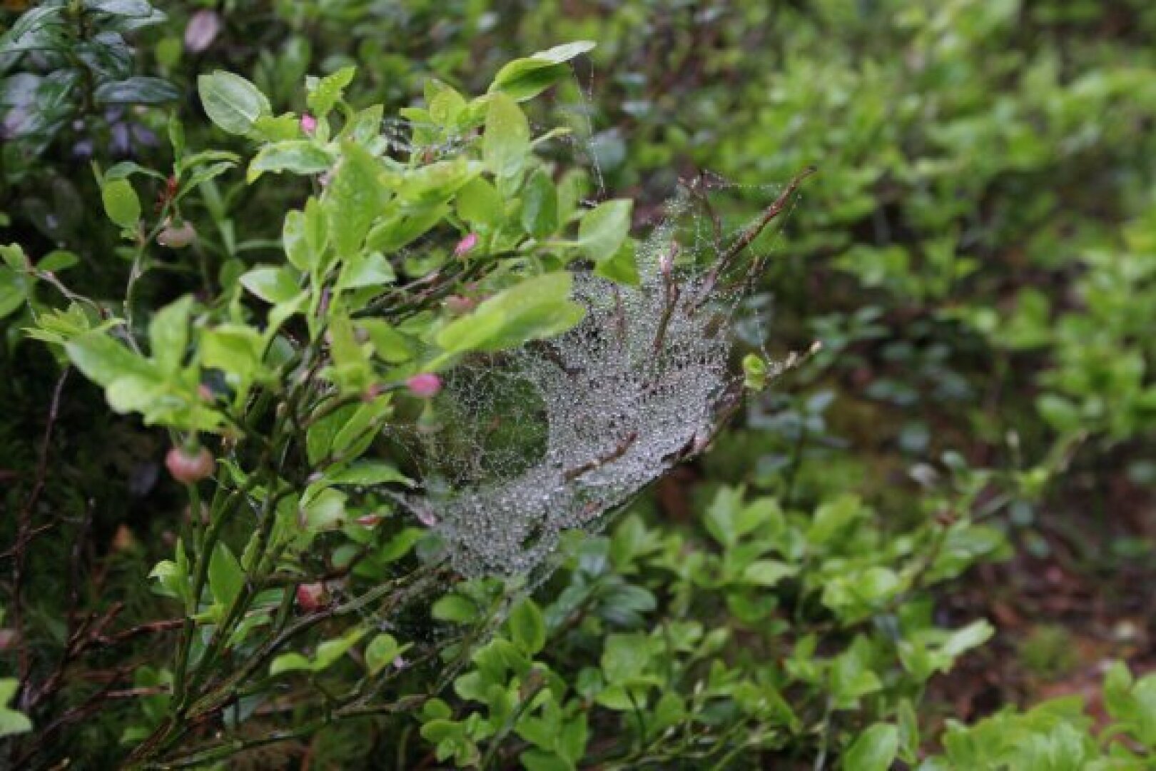 Spinnennetz im Regen