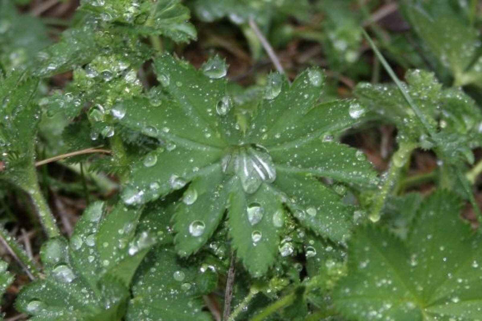 Wassertropfen im Gras
