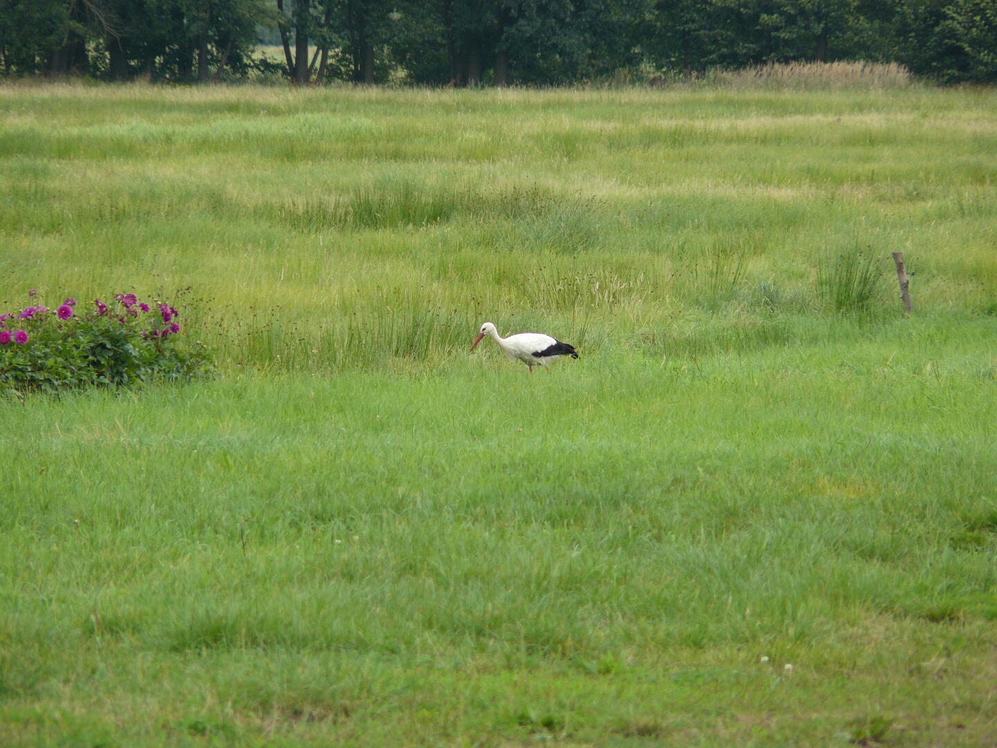 Auf unserer Wiese gehet was.