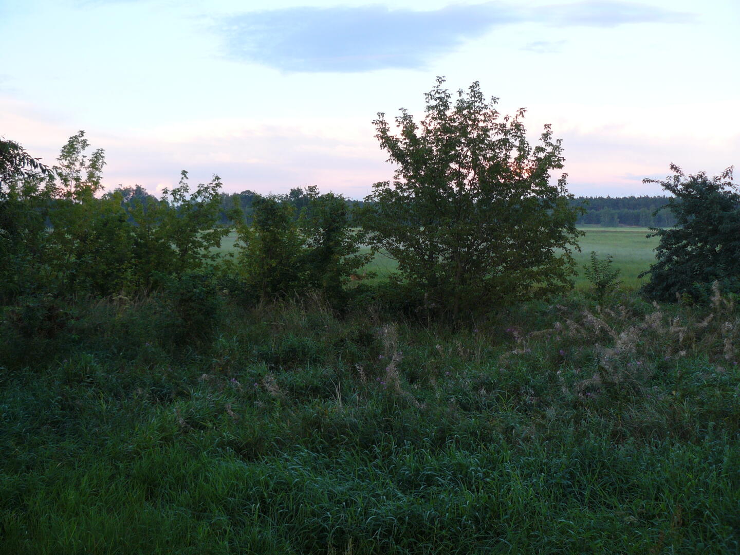 Abendstimmung mit Reh...