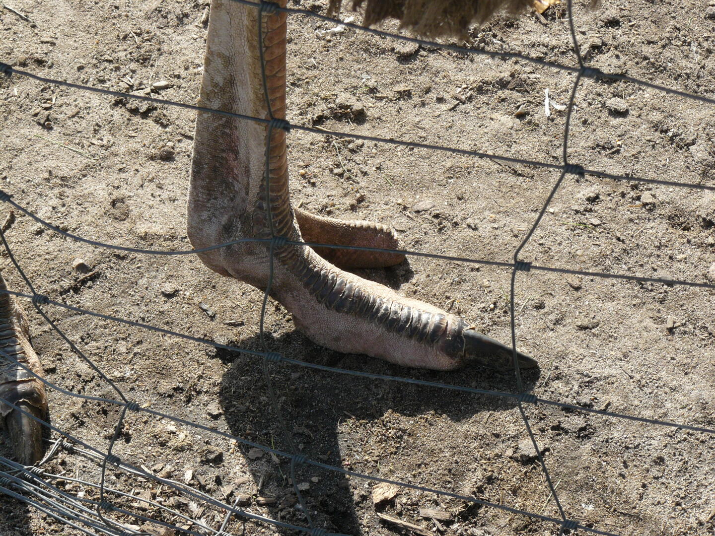 Straußen haben nur 2 Zehen.