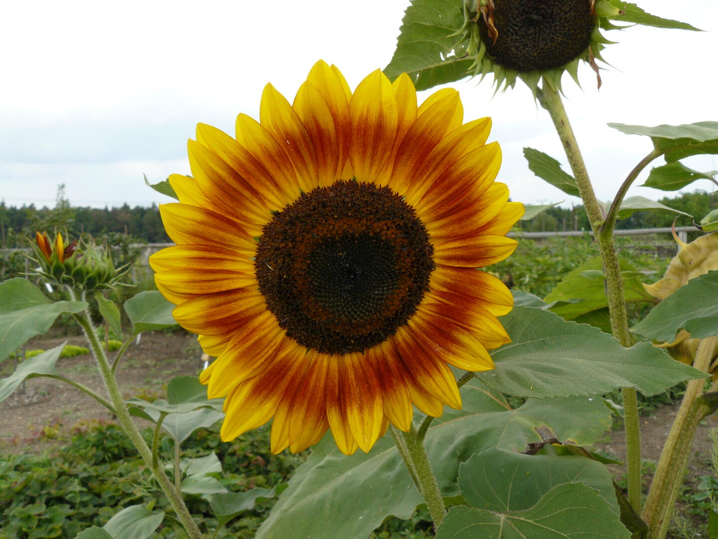 Sonnenblume