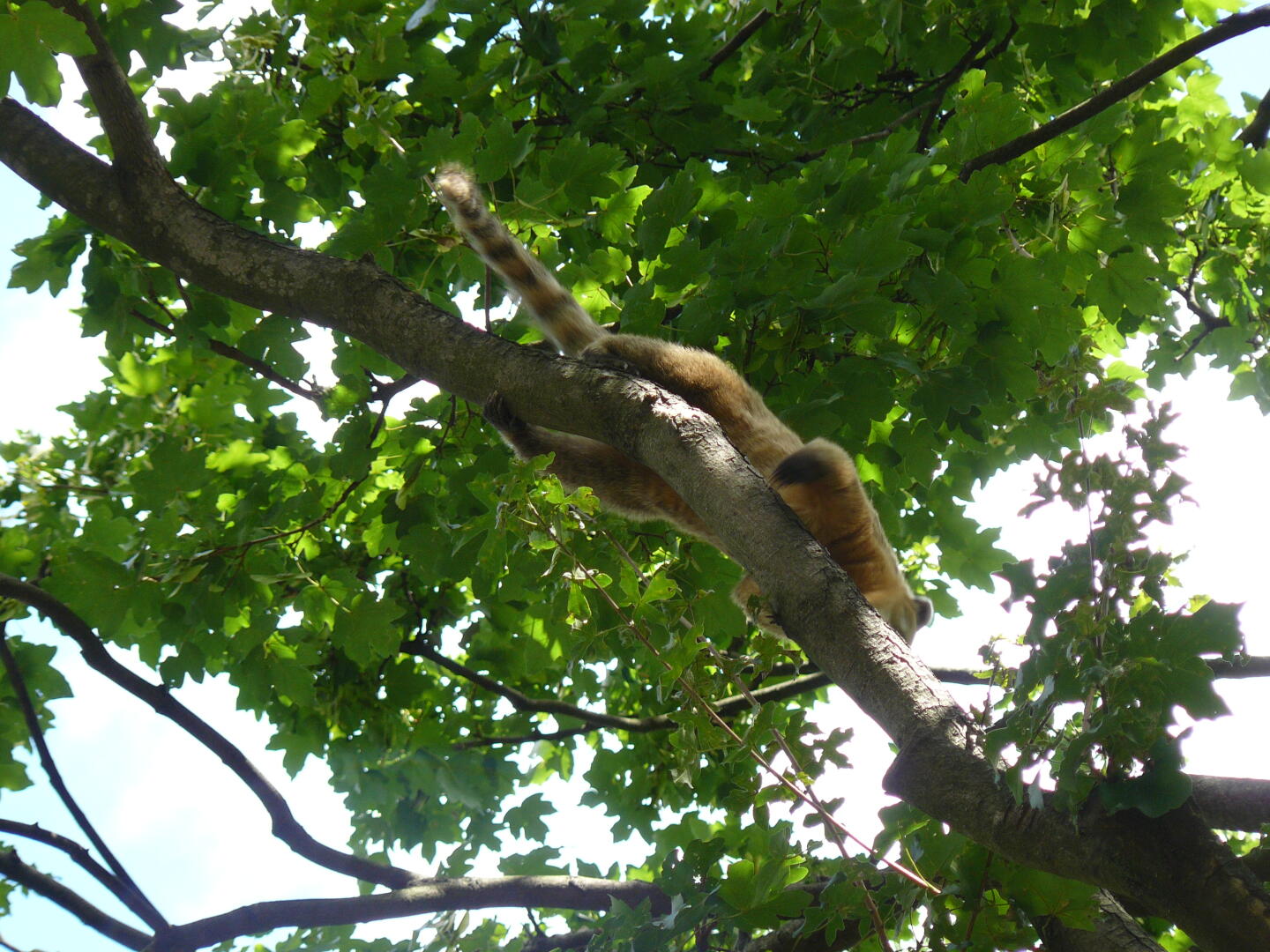 Nasenbär - leider sieht man die Nase nicht, weil das Vieh so flink war, daß ich kein Foto machen konnte, wo es ganz drauf ist.