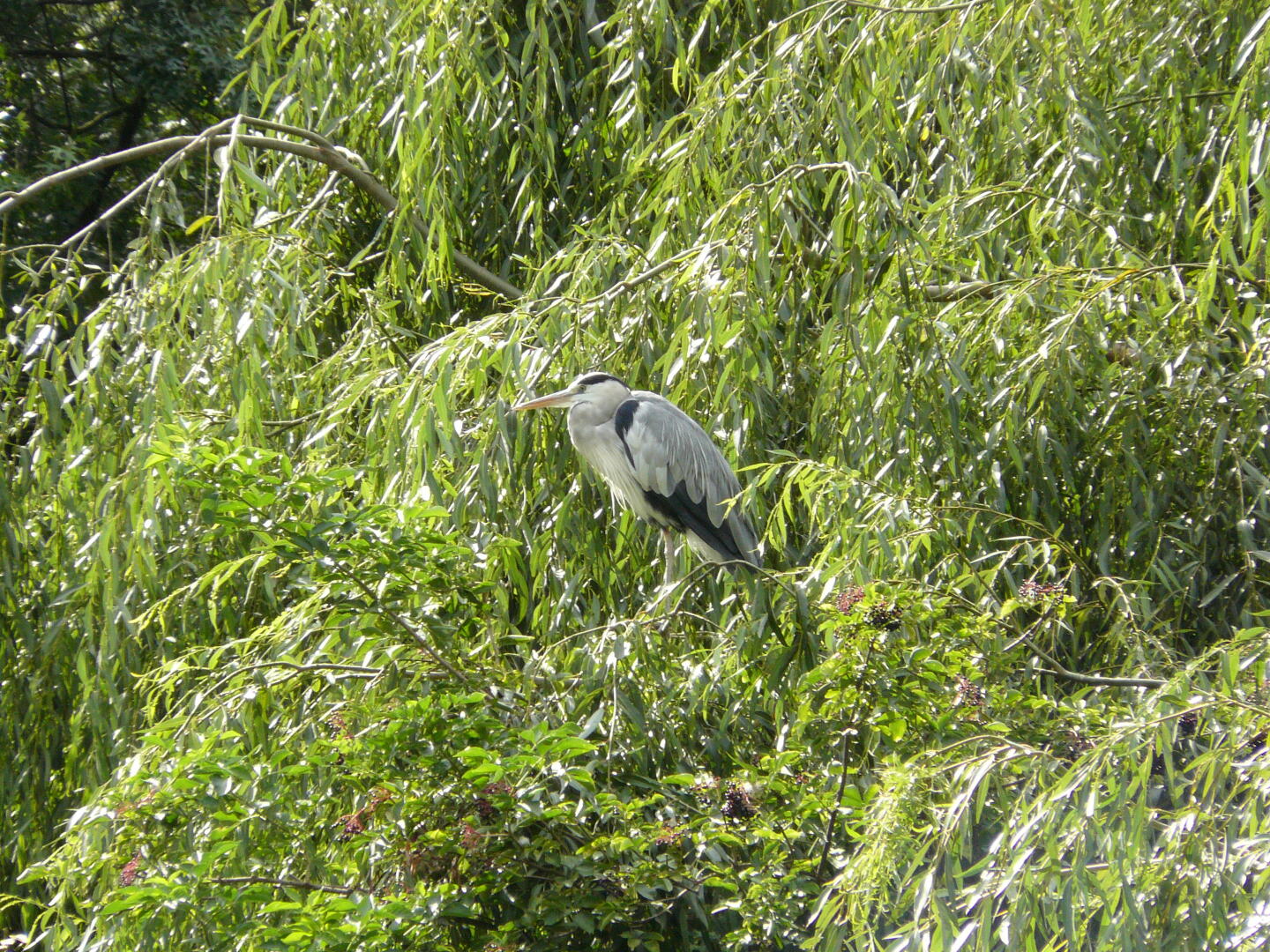 Reiher - der gehört nich in den Zoo, der ist nur zu Besuch