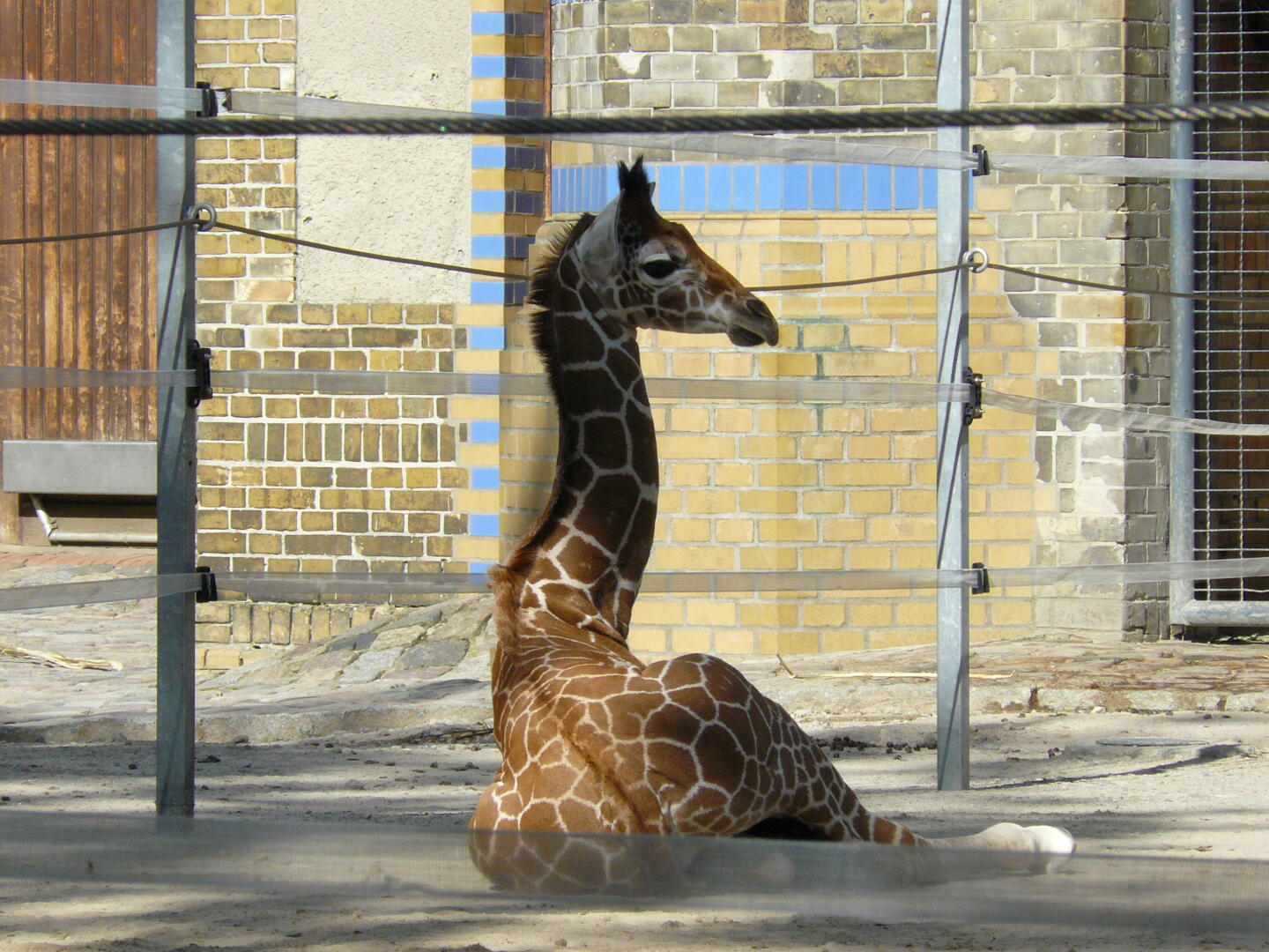 Giraffe