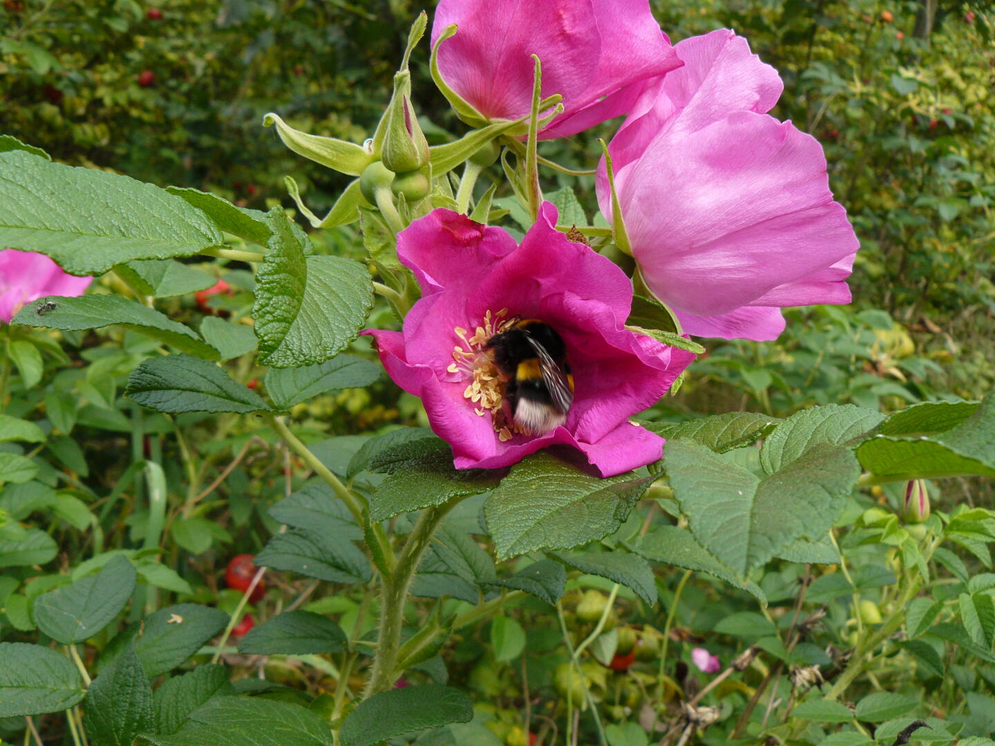 Hagebutte mit Hummel