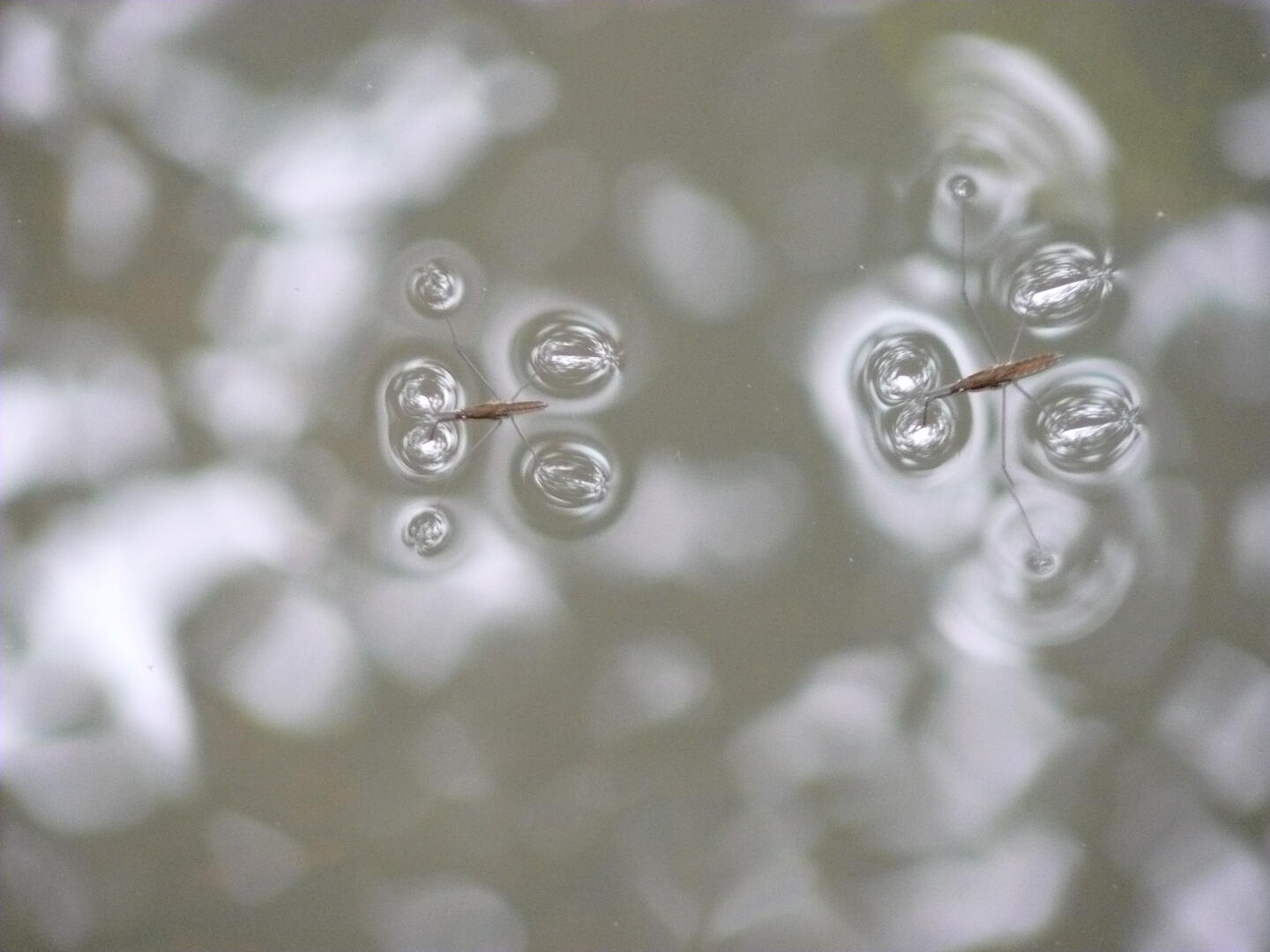 Noch mehr Wasserläufer.