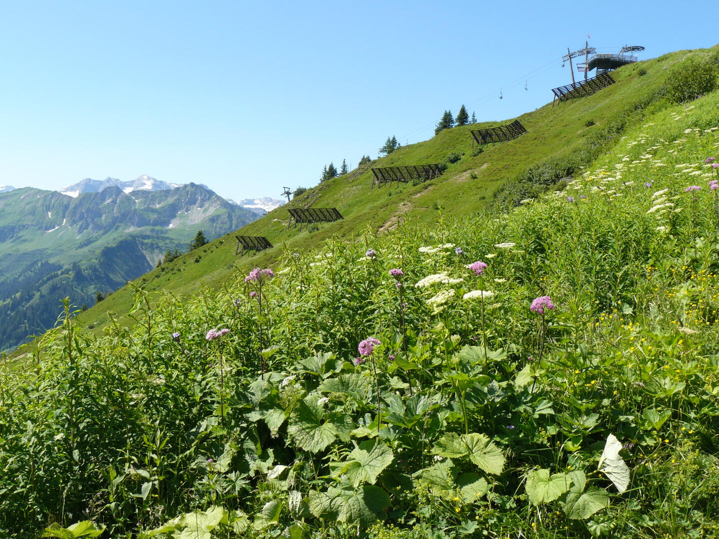 Berghang mit Blumen