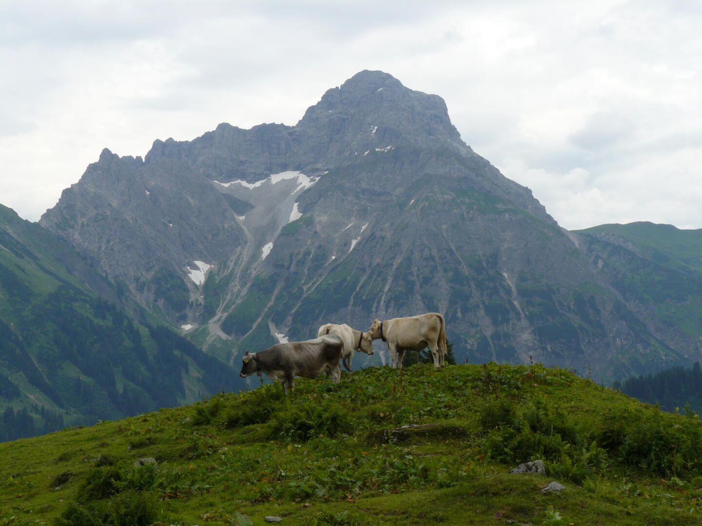 Kuehe vor dem Widderstein