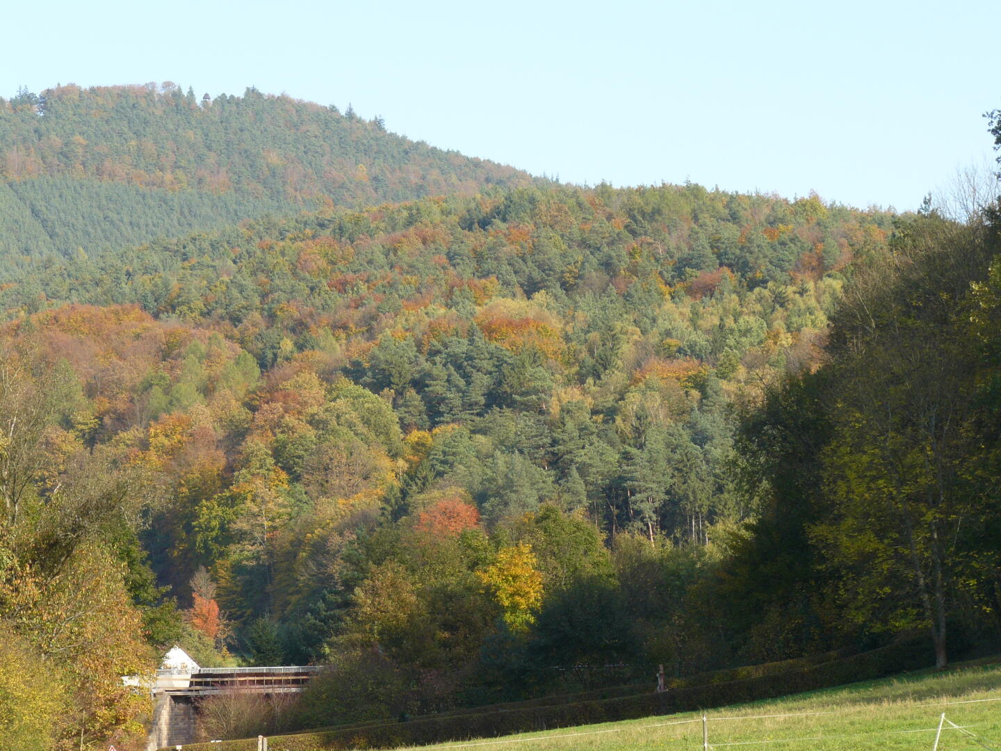 ... und noch mehr Wald