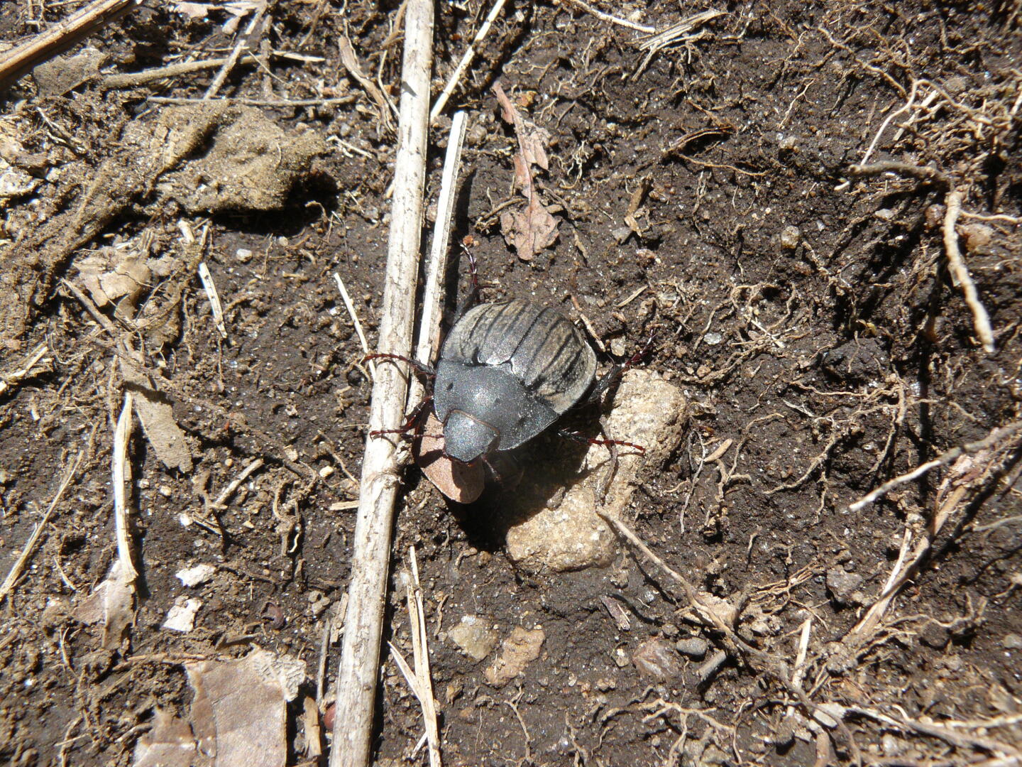 Skarabäus (auf malegassisch: Vongori)