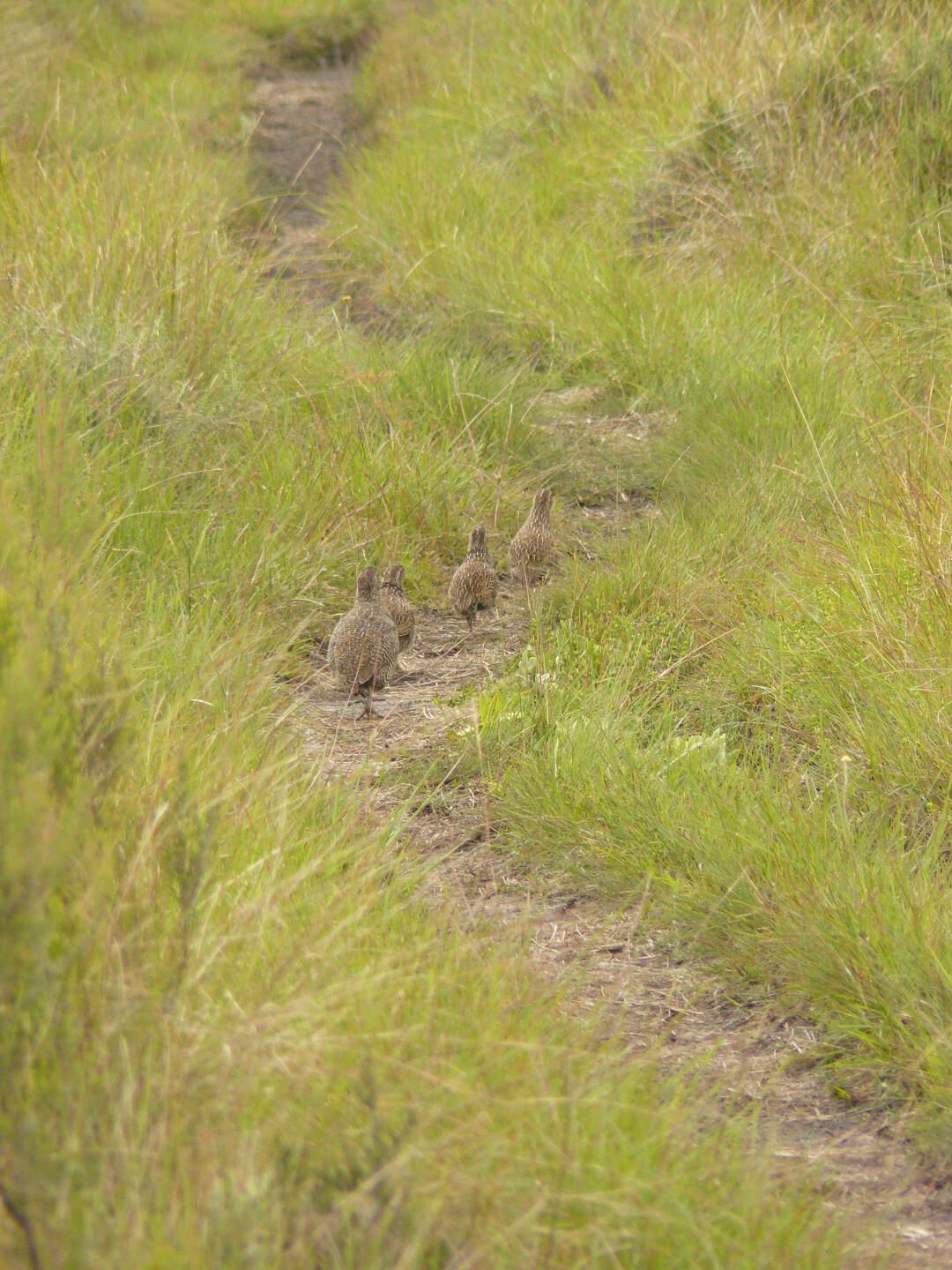Coturnix sp. (Wachtel)