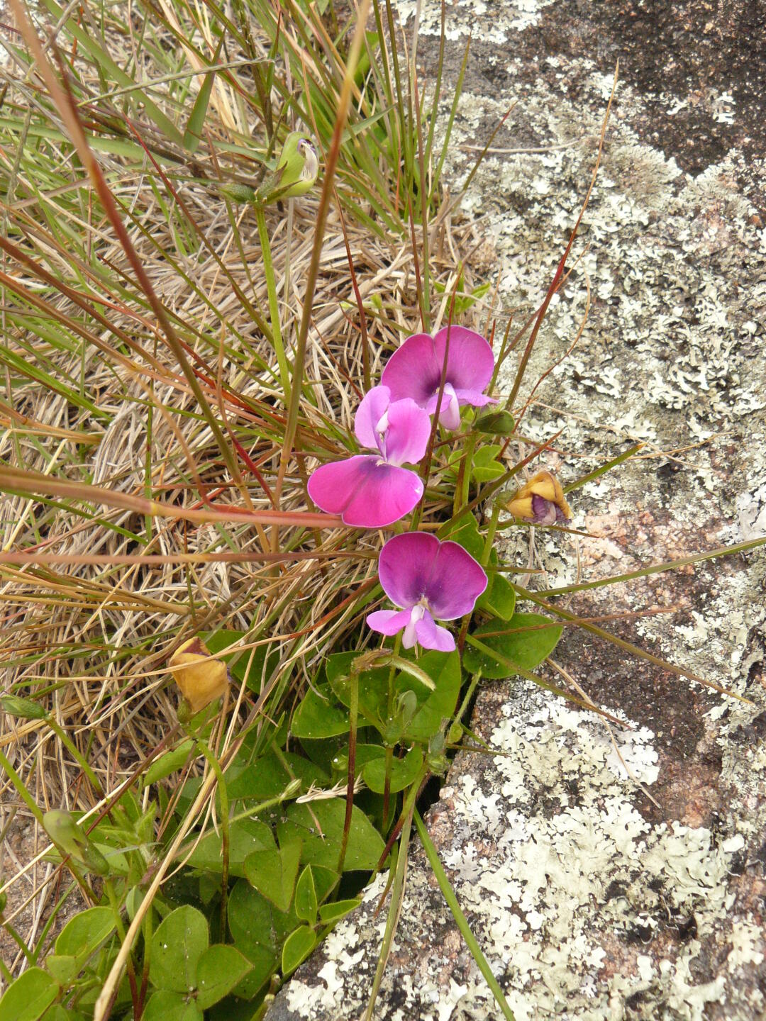 Papillonaceae: Vigna sp.