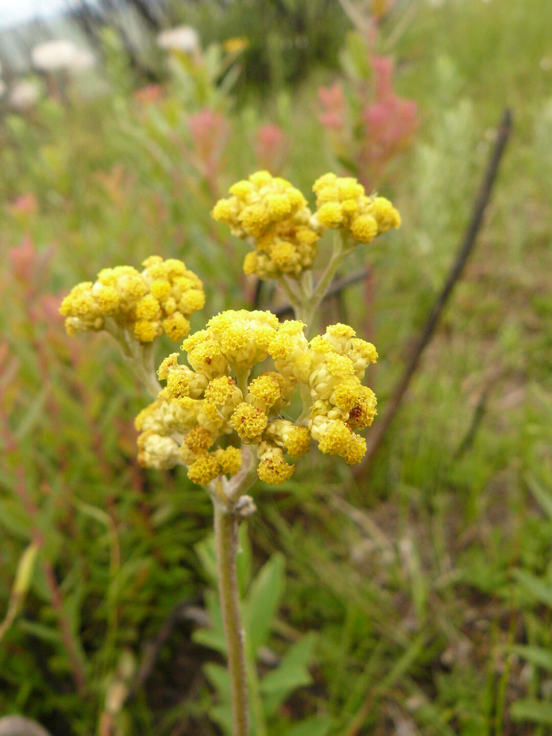 Asteraceae: Crassocephalum sp.