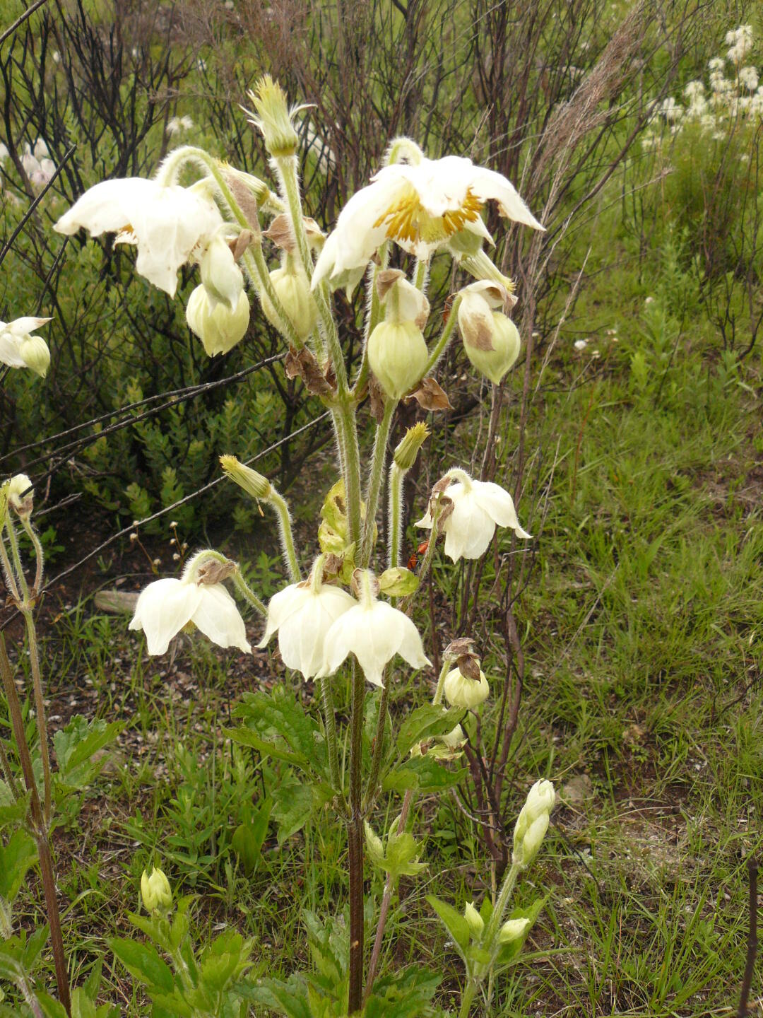 Melastomaceae (auch Melastomataceae)