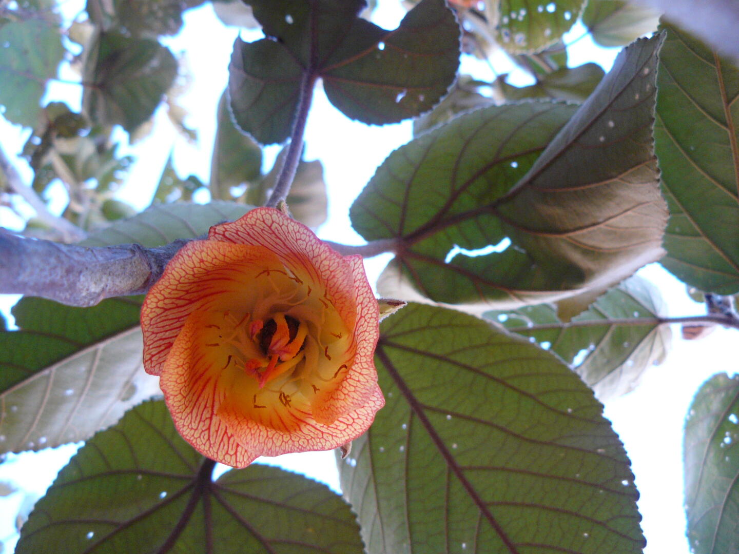 Malvaceae: Dombeya macrantha