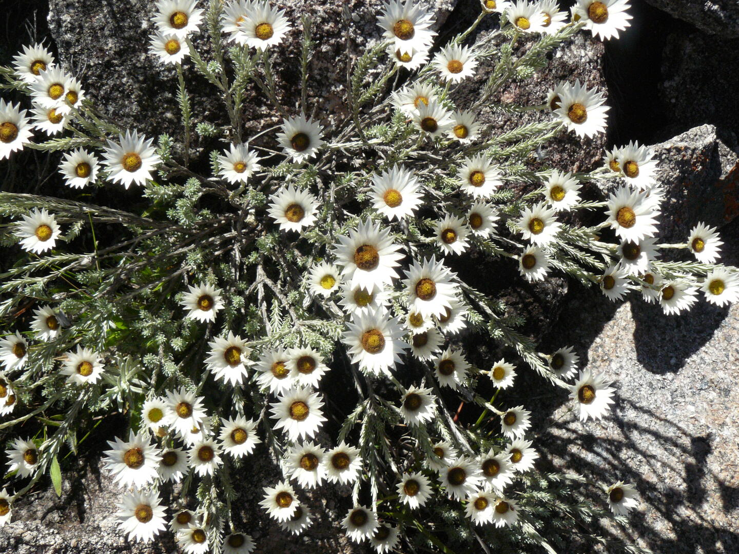 Asteraceae: Helichrysum sp.