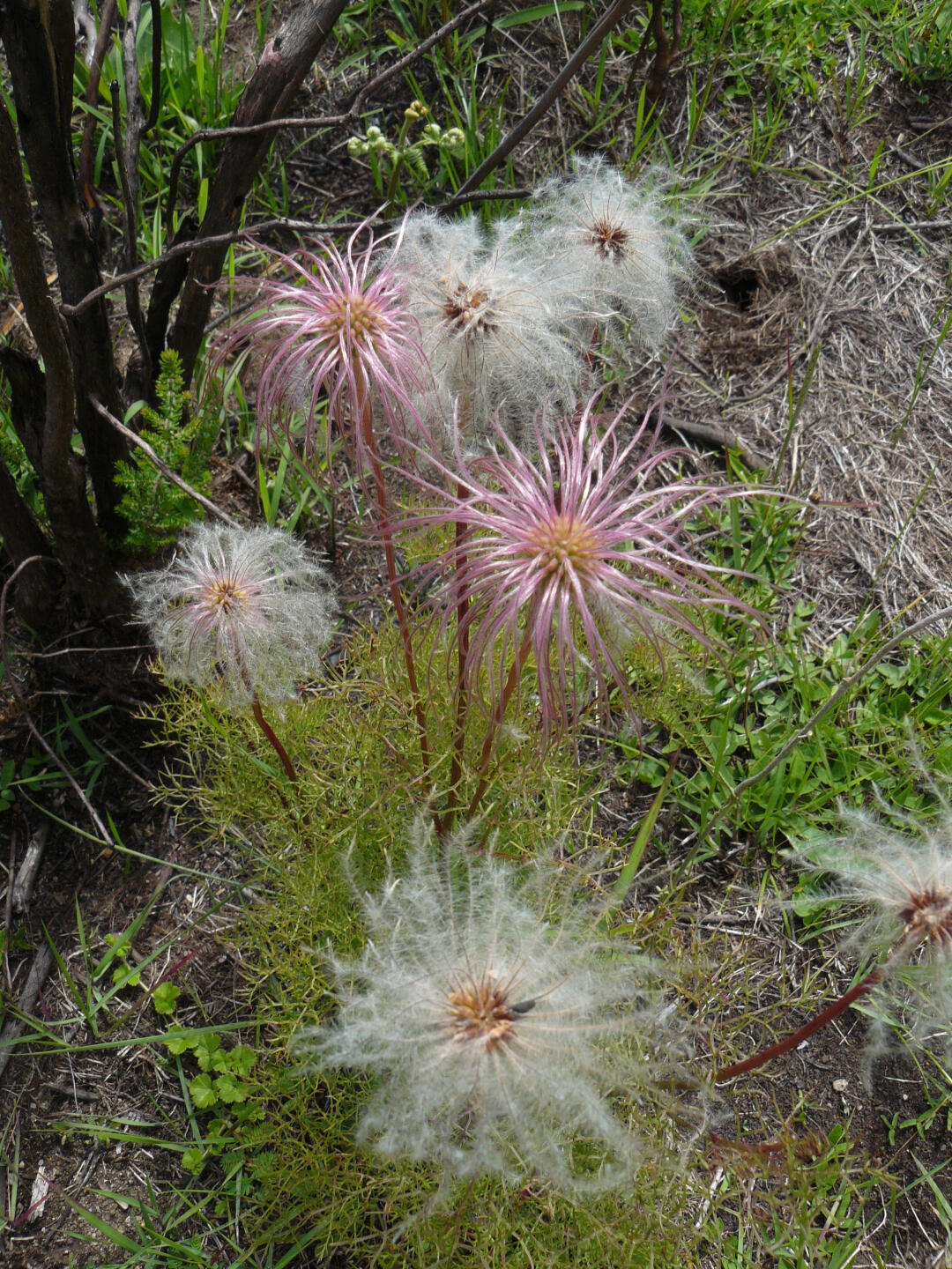 Melastomaceae, Pusteblume