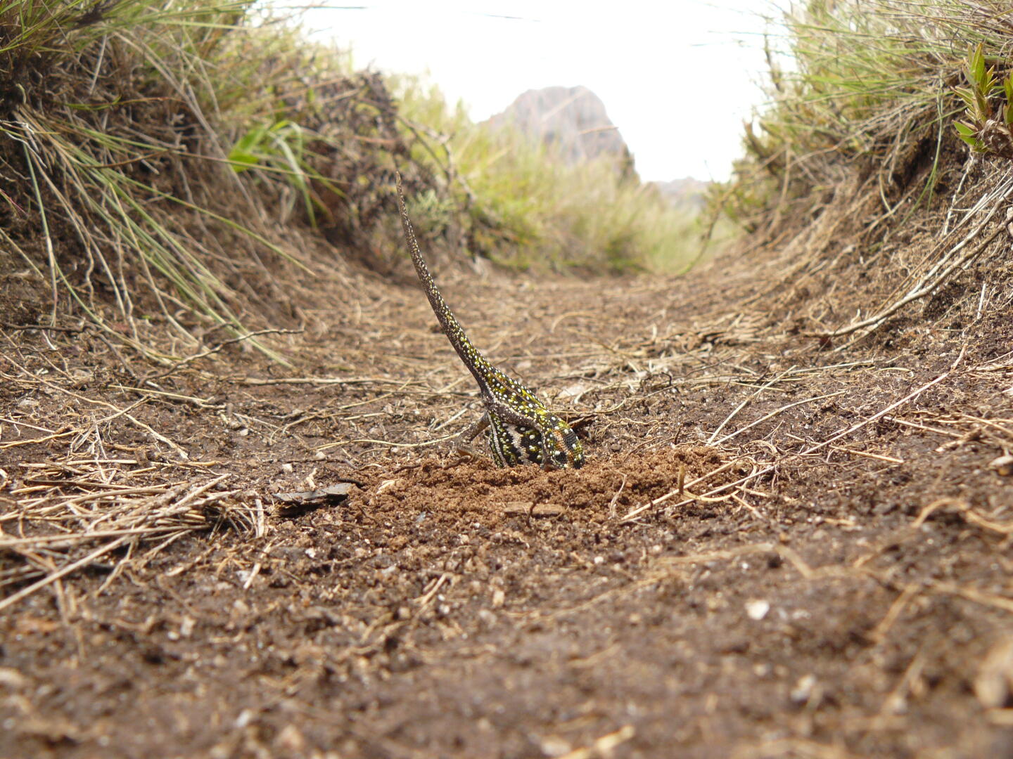 Furcifer campani bei der Eiablage