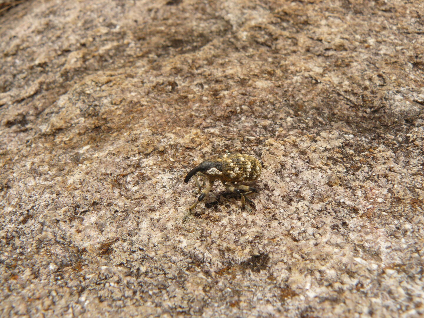 Kitovatova (?) Käfer