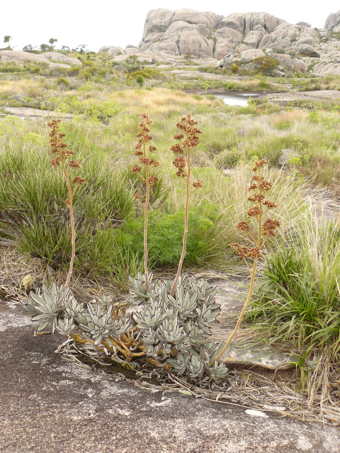 Crassulaceae: Kalanchoe tomentosa (Panda plant)