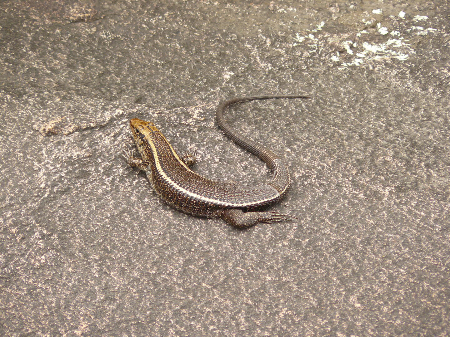 Zonosaurus madagascariensis (malegassische Gürteleidechse)