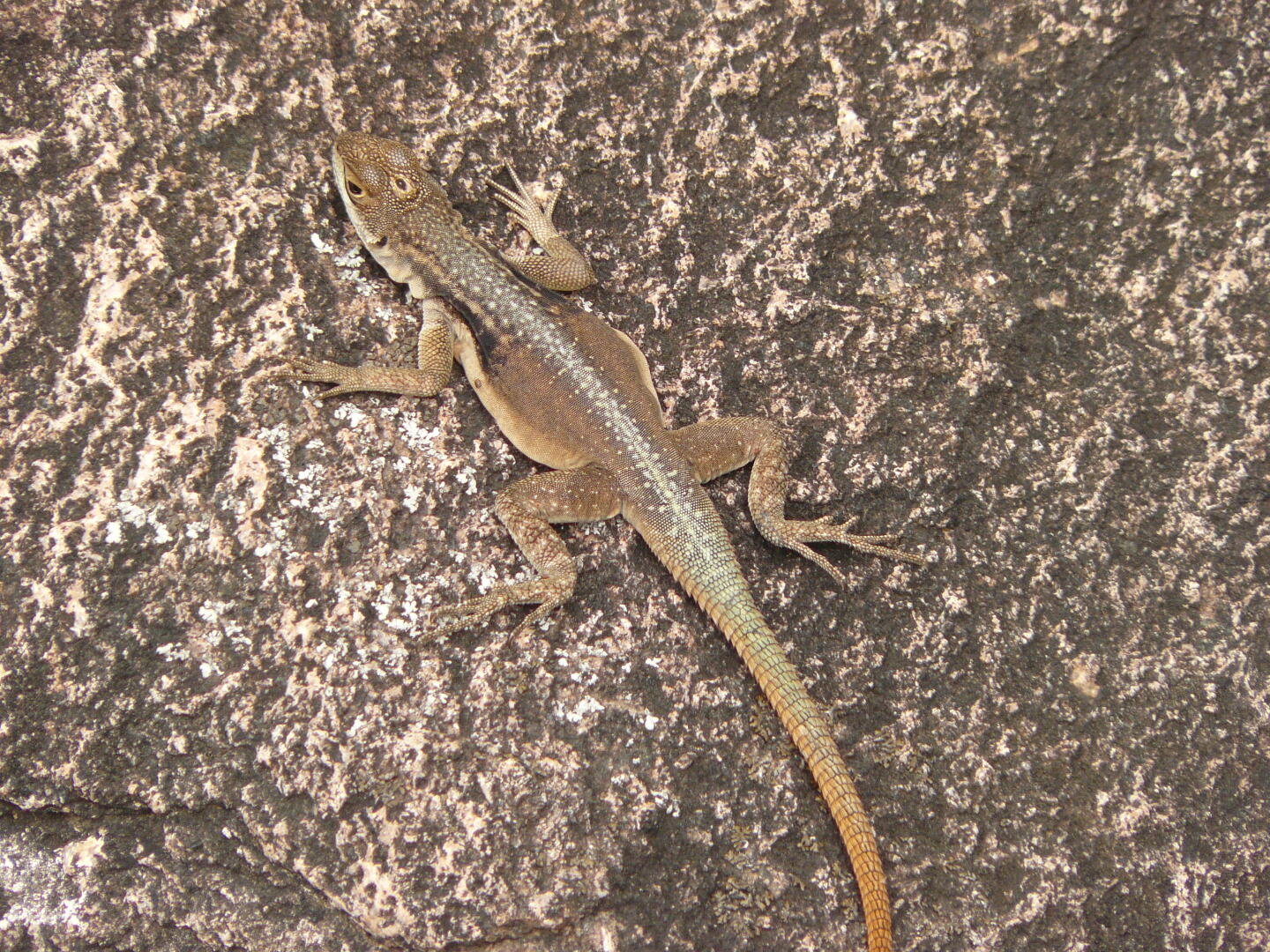 Trachylepis madagascariensis (früher als Mabuya madagascariensis bekannt)