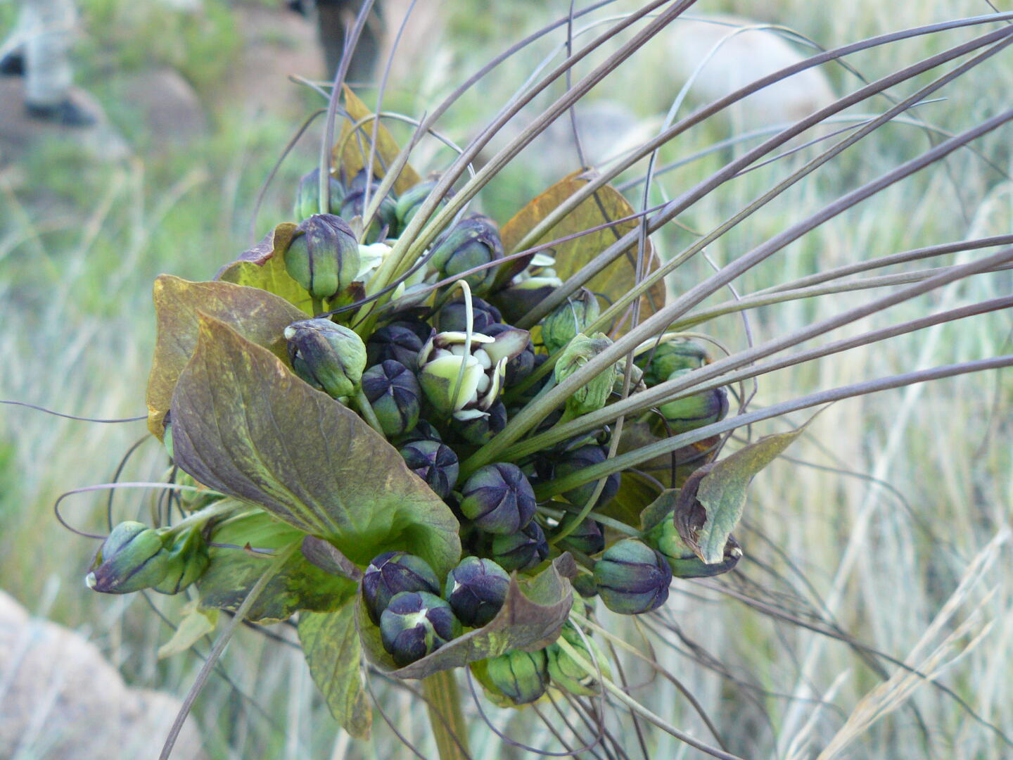 Hyperace luxana (???)