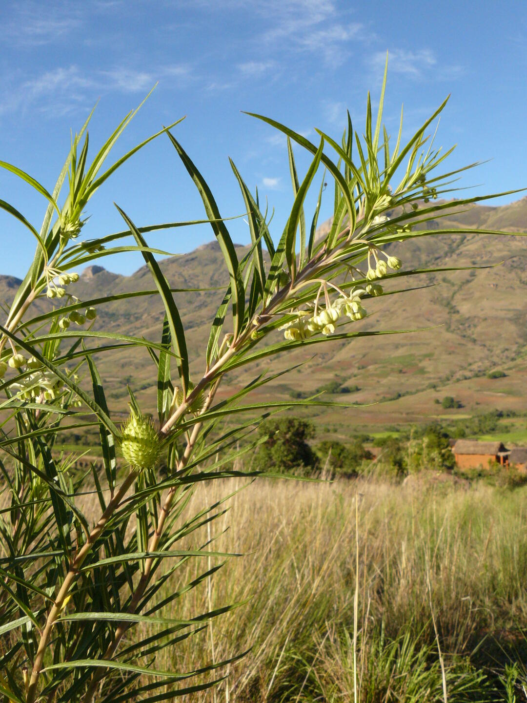 Asclepias physocarpus