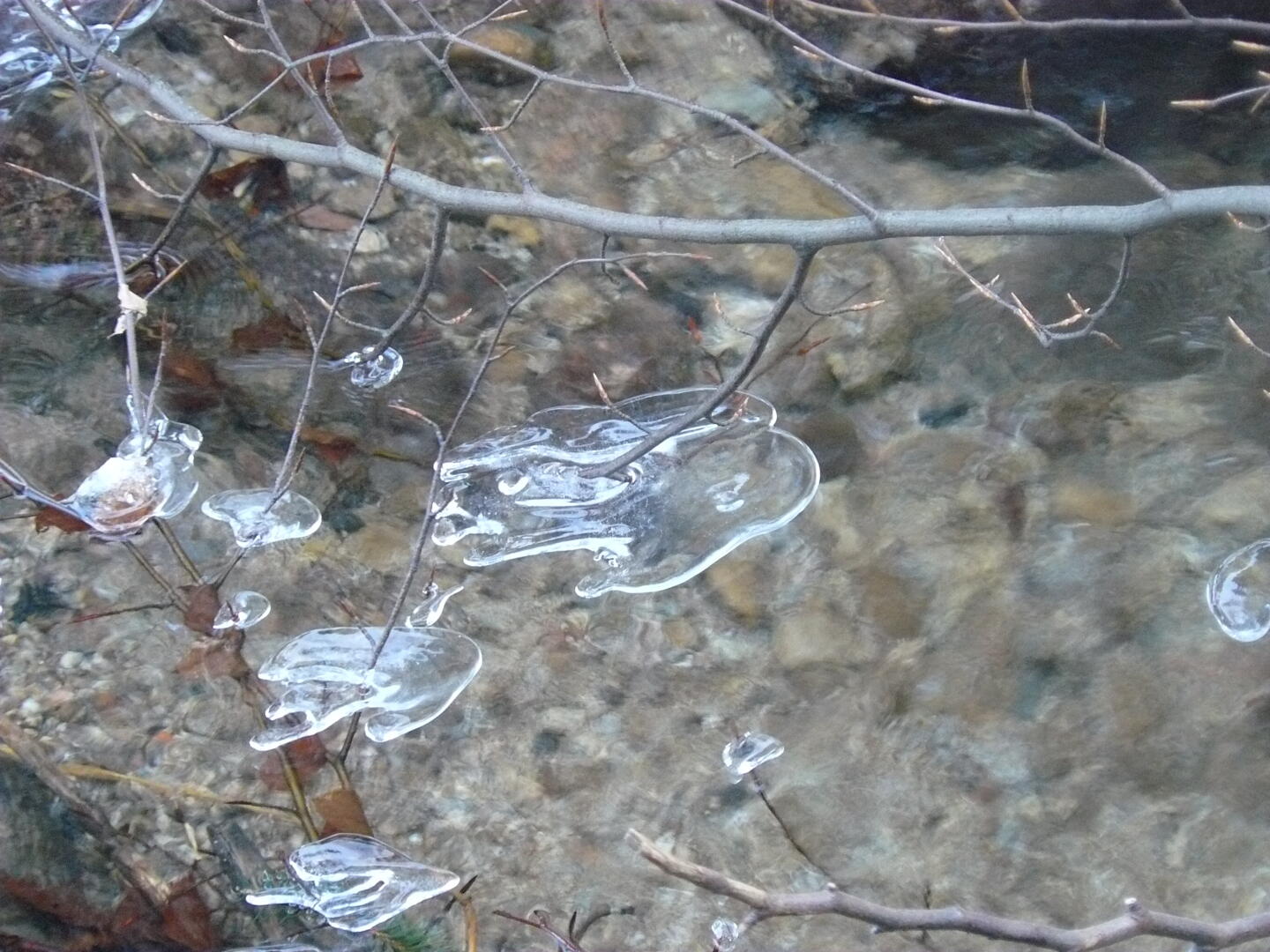 An einem Ast hat sich eine handförmige Eisscholle gebildet.