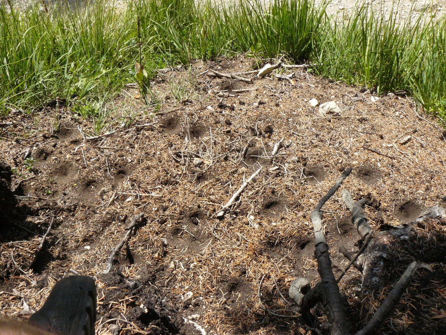 Ameisenlöwentrichter