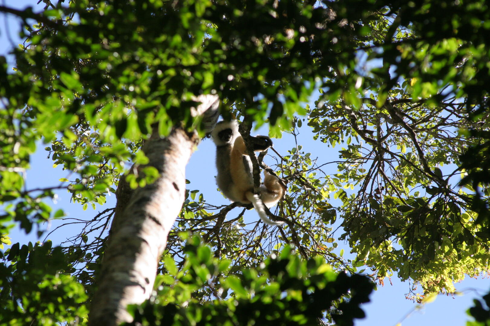 Diadem-Sifaka <i>Propithecus diadema</i>.