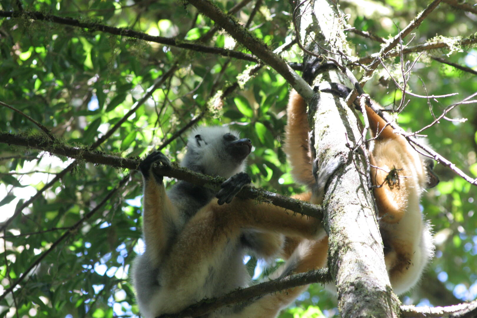 Diadem-Sifaka <i>Propithecus diadema</i>.