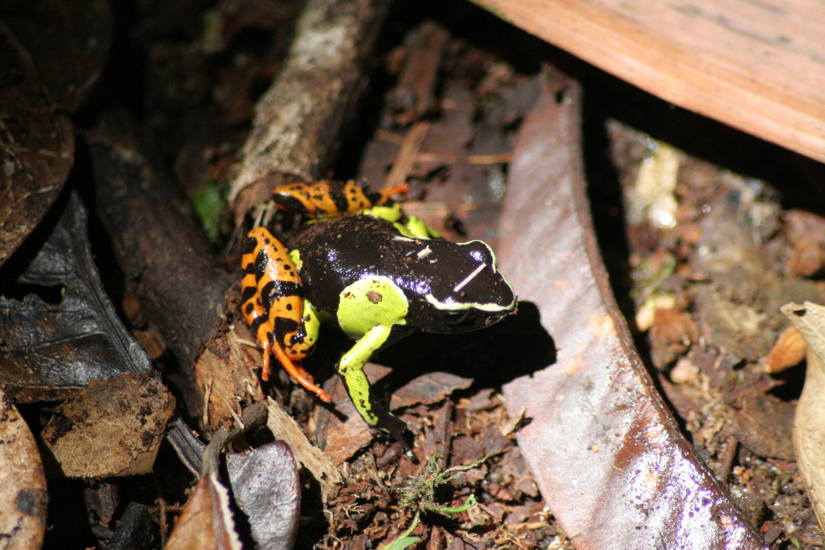 <i>Mantella baroni</i> (Baumfrosch)